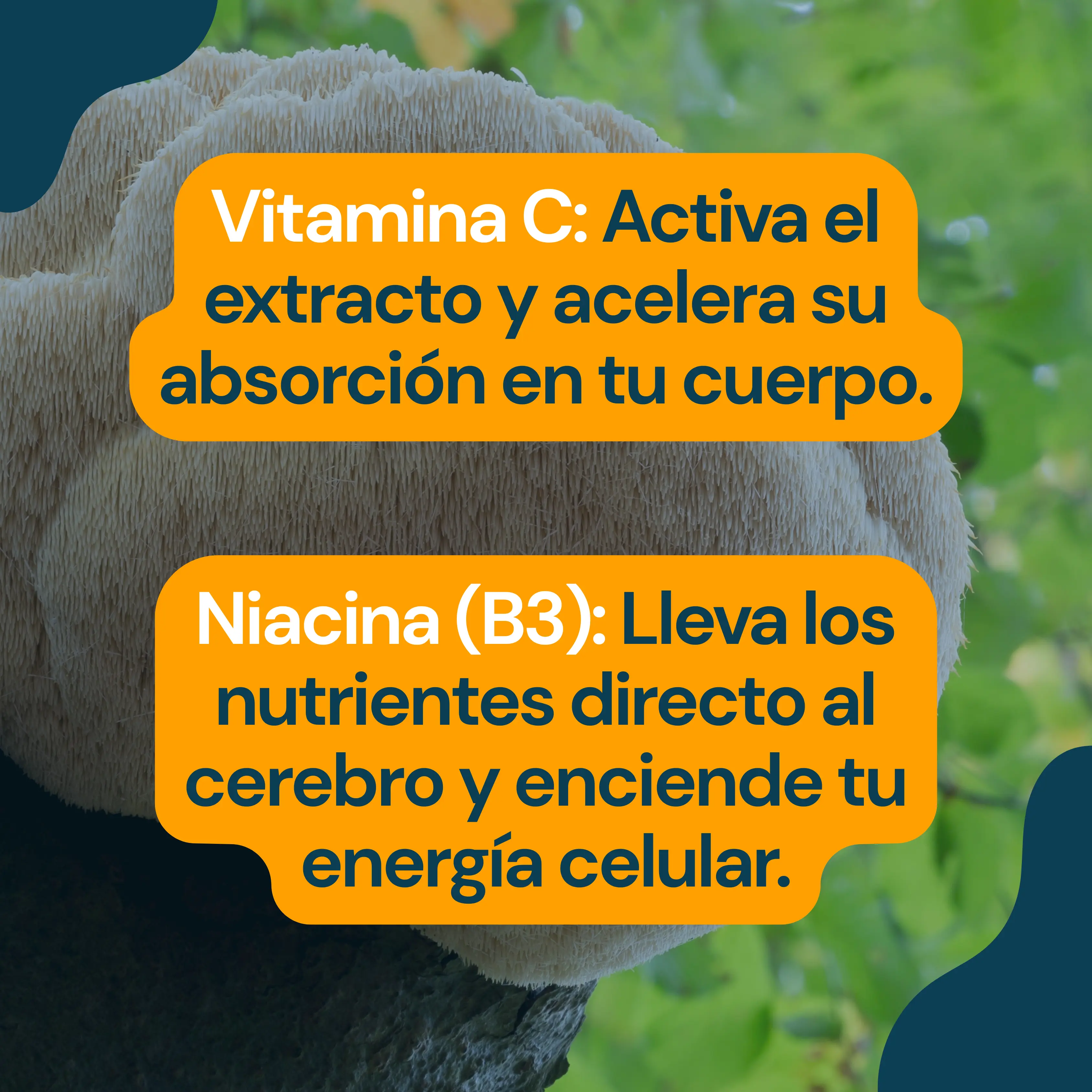 Por qué Niacina y Vitamina C